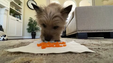 Dixie the Norwich eating carrots 🥕🐾