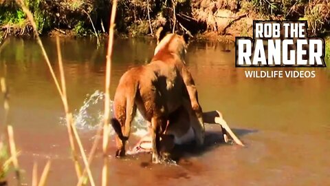 Lioness Crosses A River To Feed Her Cubs | Archive Lion Footage