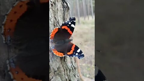 #butterfly #shorts hier auf dem Weg zum #Strand in #Litauen