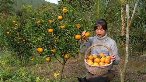 Harvesting oranges in the garden Make jam from oranges Taking care of the orange garden