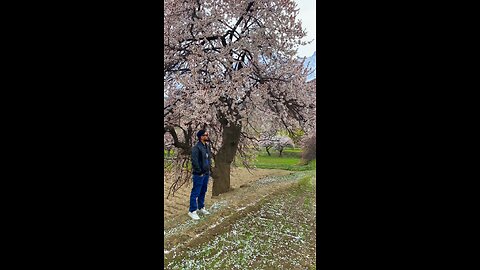 Blossom in Skardu Valley Pakistan 🇵🇰😍