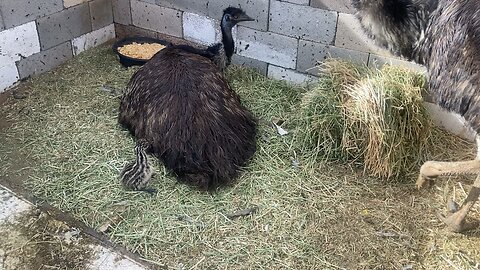 EMU my EMU