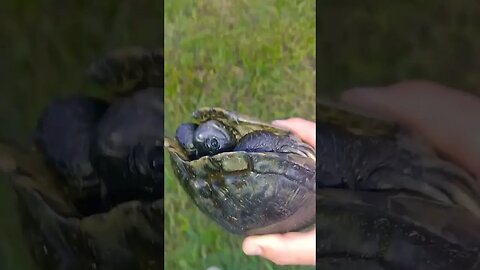 Saving another turtle from getting pancaked