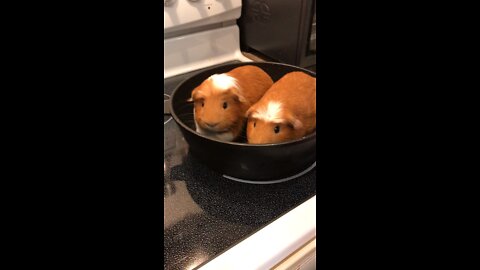 How to cook your Guinea pigs