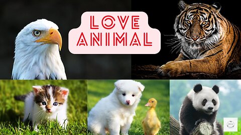 Love Animal I HD Quality Video of Cute Animal I Never Seen Before I Tiger Dogs
