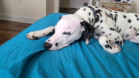 Luna after a walk in the hot 🔥 morning