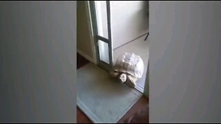 Turtle trying to eat some dog food
