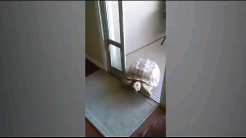 Turtle trying to eat some dog food