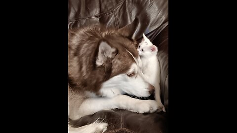 Odin and the kitten