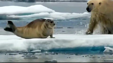 Polar bears are predators