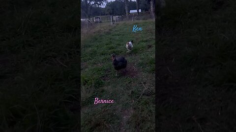 Ken the Guardian Turkey running after his Turkey ❤️ Bernice! #turkey #rooster #chicken #love