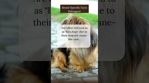 Captivating Facts about Pekingese