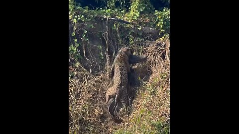 Jaguar vs crocodile