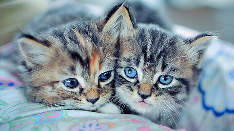 cat video Cute Cats free video ,reused allowed #4K Videos Cute Cats Videos