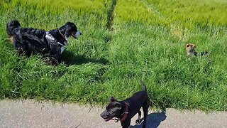 PLAYING: PATTERDALE TERRIER, BERNER SENNEN DOG, MINIATURE BULL HERDER (PATT×MALINOIS) & HEIDE, FELL