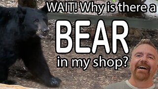 A Black Bear Visits Dave's Garage! Survivors tell their stories.