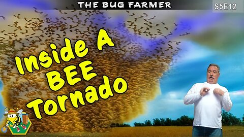 Bee Tornado | This video brought to you by Crynock bees. #beekeeping #insects