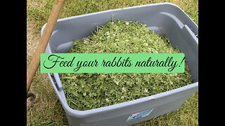 Want to save money and not spend a fortune on rabbit feed costs?