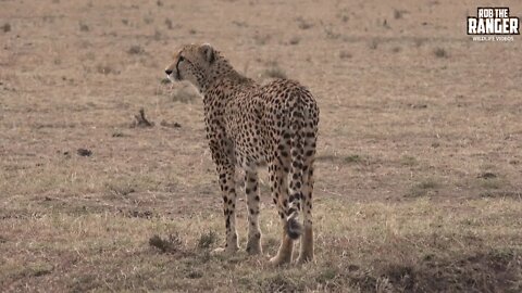 Playful Cheetah Family At Dusk | Maasai Mara Safari | Zebra Plains
