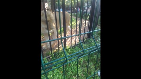 Mr lion in the cage