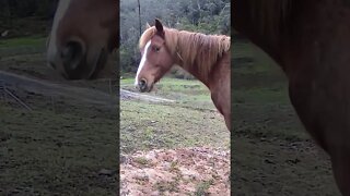 Horse notices camera