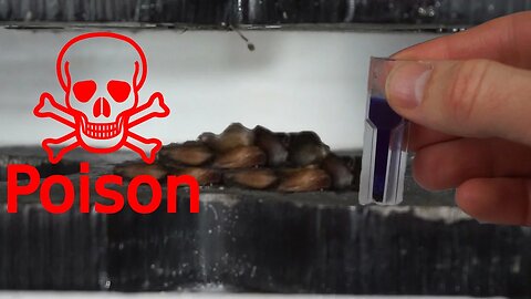 Extracting Cyanide From Apple Seeds With Hydraulic Press