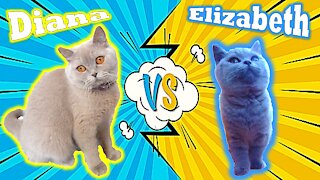 Diana and Elizabeth British Shorthair Cats - Playing All Day