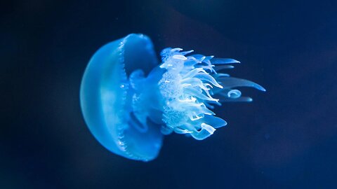 Jellyfish Wonders: