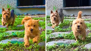 Playful little pup loves to race with his dad