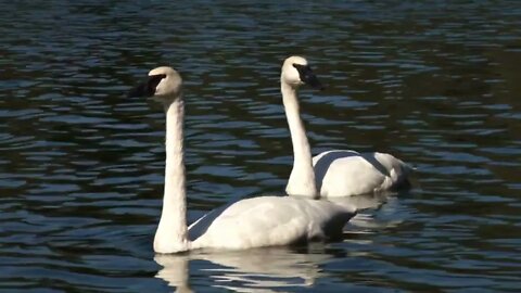 Two Swans on Water