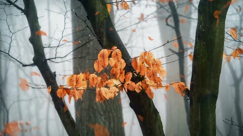A Misty Rain in the Autumn Woods Ambience/ Peaceful Relaxing Rain