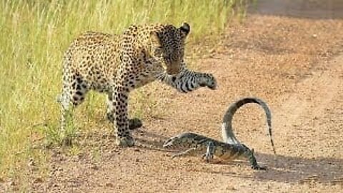 Leopard vs Monitor Lizard Real Fight | Hungry Leopard Hunt Lizard But Fail | Most Amazing Attack