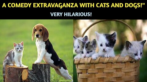 Pawesome Playtime: A Comedy Extravaganza with Cats and Dogs!"