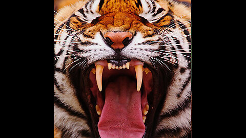 Tiger species wildlife