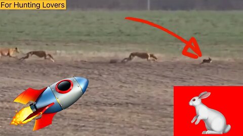 😳😳 unbelievable 😱😱 Hare 🐇 with high speed chasing from two Greyhounds Dogs 🐕 Galgos y liebres