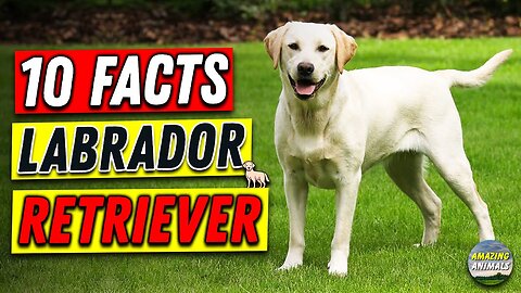 Unveiling Labrador Retrievers - Top Facts About LAB Breeds 🐾🌟