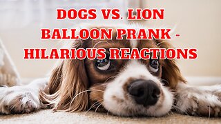 Dogs vs. Lion Balloon Prank - Hilarious Reactions