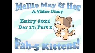 Video Diary Entry 017: Day 14, Part 2 - Going In For The Steal!