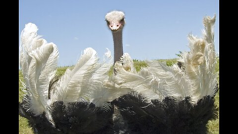 Security from an ostrich.#ostriches#baby#animalword#wil danimals#fierceanimal