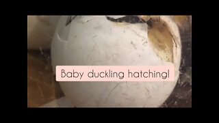 Baby Duck Hatching
