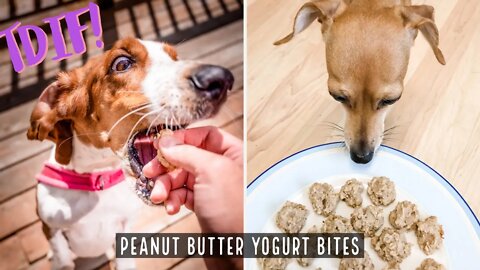 TDIF! Peanut Butter Yogurt Bites