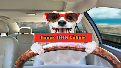 Funny DOG Videos 🤣You will laugh at all the DOGS 😂