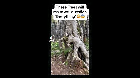 crazy tree video