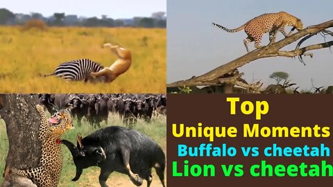 Top unique Moments Fight || Buffalo attack cheetah || lion kills cheetah |‎@TOP ANIMALS