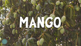 How to Grow ~ Mangoes! (Mangifera indica)