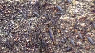 Thousands of huge bugs cover the rocks on this japanese island