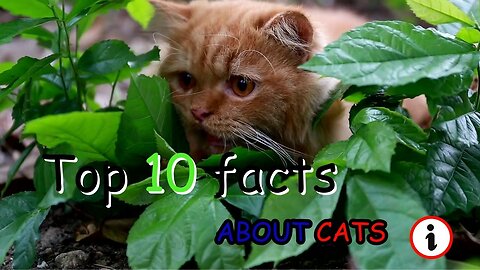 top 10 facts about cats