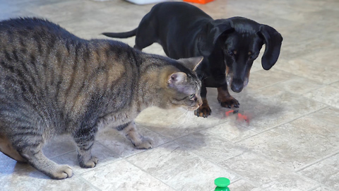 This Wiener Dog Is Fascinated By A Cat Toy