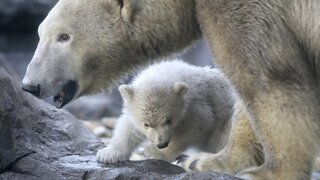 U.N. Climate Change Report Warns Of Mass Animal Extinctions