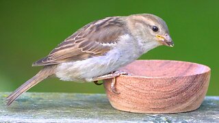 House Sparrows First Nervous Enounter with Wooden Feeding Bowl